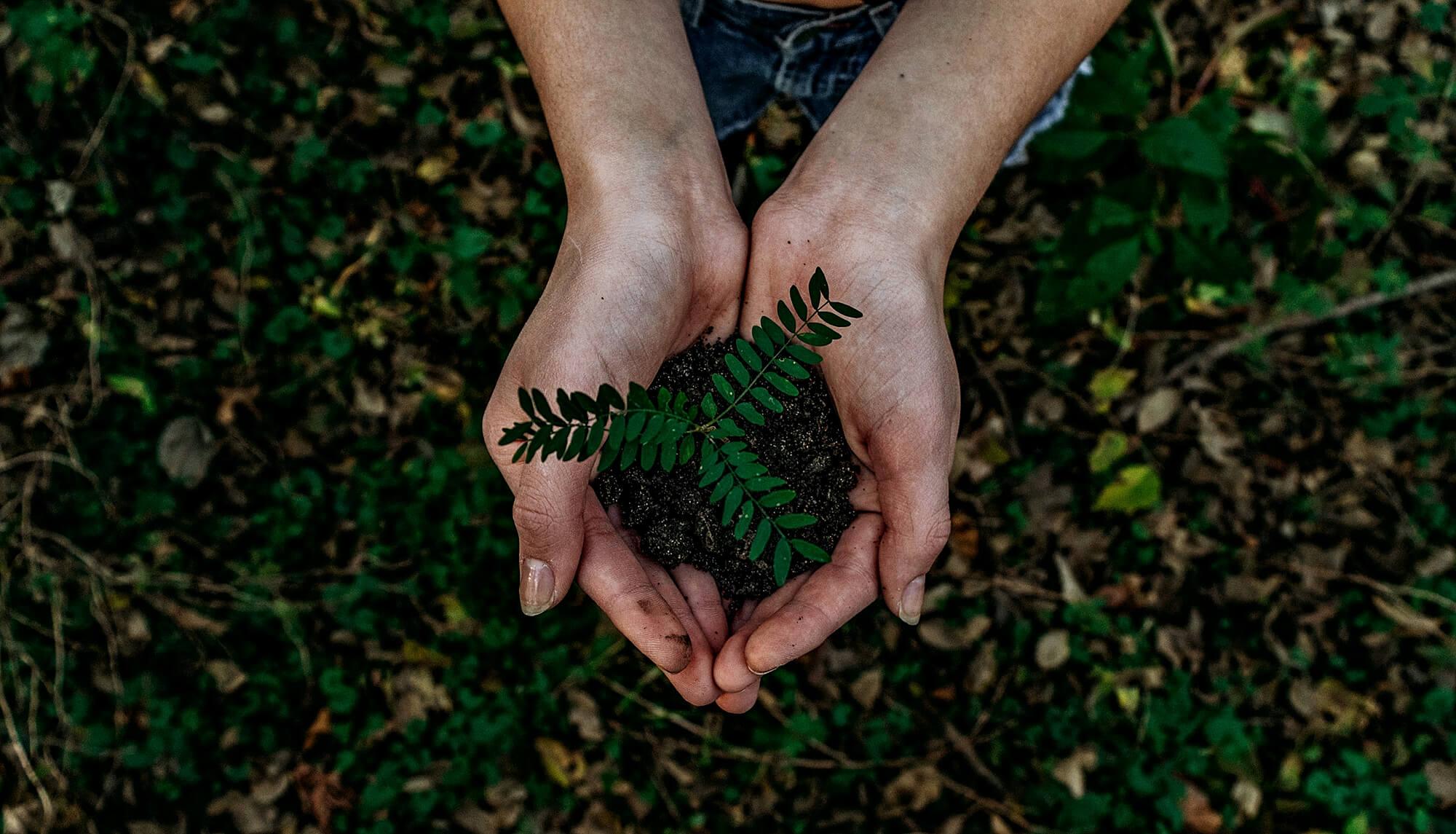 newsroom biztree reaches 20000 trees planted in environmental sustainability initiative